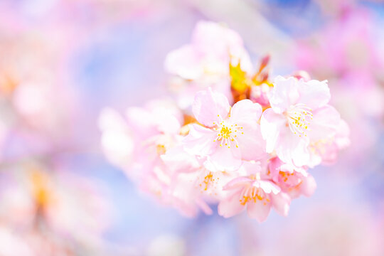 【春】青空の下の桜の花　河津桜
