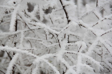 snow covered branches