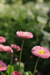pink gerber daisy
