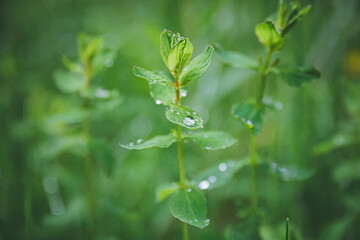 Rainy morning dew on a green grass 
