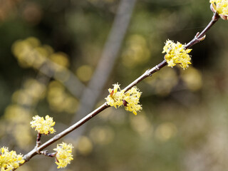 Osmanthus golden osmanthus osmanthus live-action photography figure