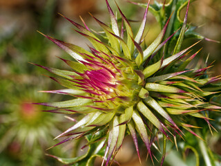 flower of cardus