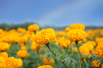 Marigold is an economic crop.they are easily grown flowers, less disease,can be grown all year...