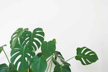 Monstera green plant in white pot in neutral decor home