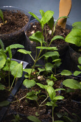 young shoots of the Veronica plant are grown for seedlings for a garden or cottage