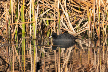 Breeding Eurasian Coot (Fulica atra) on nest in pond of public park.