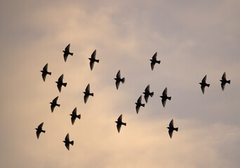 Starlings in flight in formation