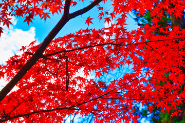 京都 清水寺の美しい紅葉
Beautiful autumn leaves at Kiyomizu Temple in Kyoto
