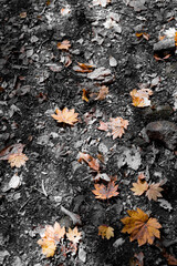 秋の足跡