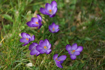 violette, wilde Krokusse auf einer grünen Wiese zur Osterzeit