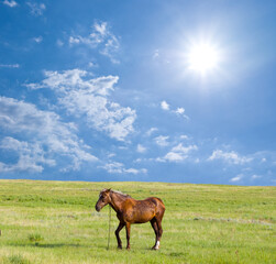 alone brown horse graze among green prairie