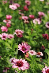 Fototapeta premium pink flowers in the garden