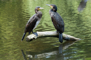 Cormorants resting ashore
