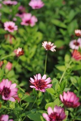 Obraz premium pink flowers