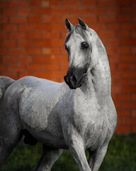 Portrait of a beautiful gray arabian horse looks back on natural background, head closeup