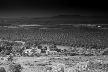 settlements in rural areas for oil palm plantations.  when the weather is not good.  taken from above. High angle view of nature. black and white photography.
