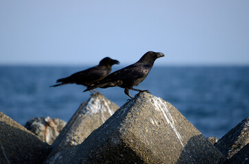 海のカラス