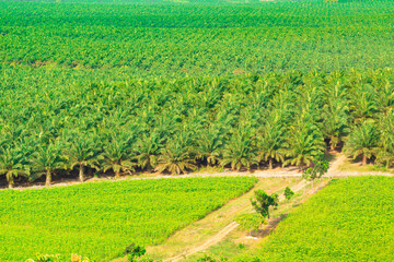 oil palm plantations in Kalimantan.  taken from the top of the oil palm plantation. High angle view of nature