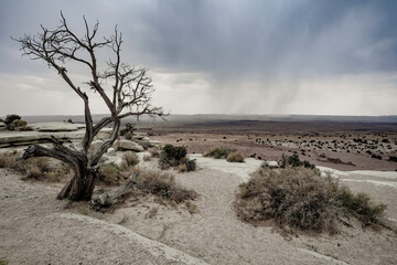 Fototapeta na wymiar Utah desert in Capital Reef National Park during rainstorm with tree