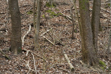 Old forest out of fir trees during winter season loosing some trees