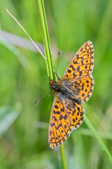 Small Pearl-bordered Fritillary - Boloria selene, beautiful orange butterfly from European meadows and grasslands, White Carpathians, Czech Republic.