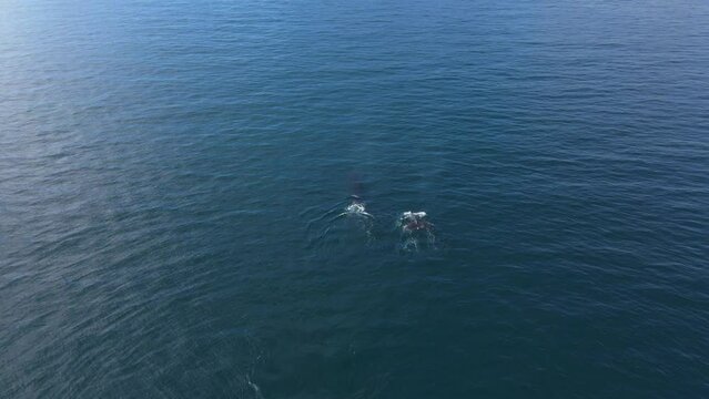 Humpback Whales in the Ocean. Aerial View