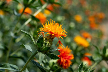 Safflower, Bastard Saffron, Rouge Plant, Safflower Oil Plant