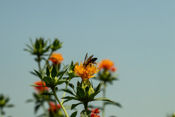 Bees sit on a Suffron flower collecting honey Dyer's Saffron