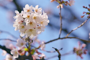 日本の春、花の舞
