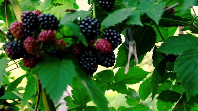 Blackberry harvest in the garden. Selective focus.