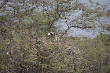 yellow-billed stork, wood stork or wood ibis (Mycteria ibis) birds sitting on the tree