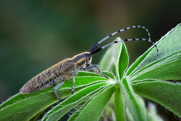 bug on a leaf