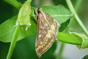 moth on leaf