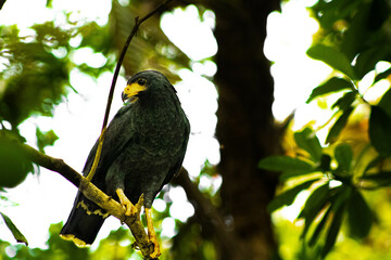 red winged blackbird