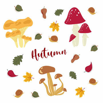 Mushroom set of illustrations isolated on white. White mushroom, chanterelles, honey agarics, mushrooms, fly agarics, morels. A set of ingredients for the witch's potion. Cartoon style.