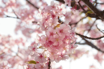 河津桜