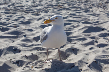 Seagull on the beach looking sidewards