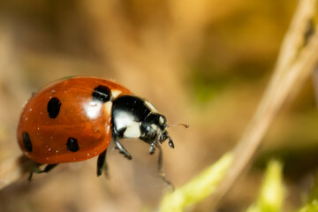 ladybug on a blade of grass