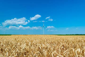 Windmill or wind turbines on yellow rural field ripe wheat. Landscape of an endless agricultural field and blue sky.