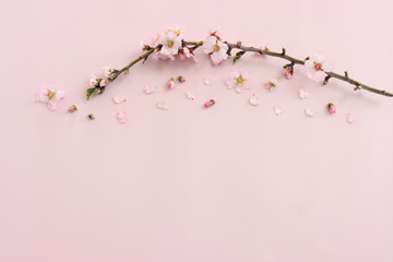 image of spring white cherry blossoms tree over pink pastel background