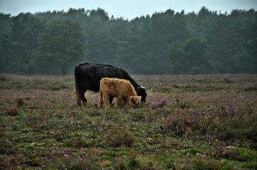 cows in the meadow