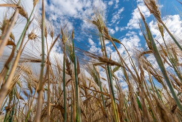 Selective Focus On Wheat Ear.Close up of ripe wheat ears against beautiful sky with clouds.spikelet of wheat on a field on a farm against the backdrop of a blue sky.With Selective Focus on the Subject