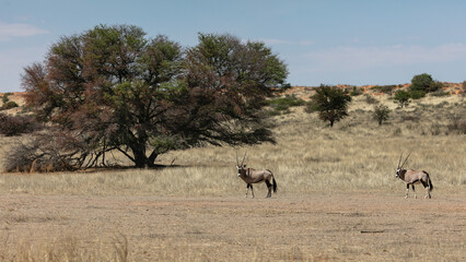 Fototapeta na wymiar Two gemsbok walking in the Kgalagadi Transfrontier Park with a tree and sand dune in the background