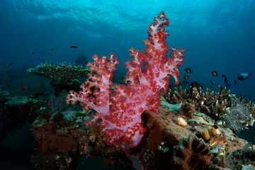 Fototapeta na wymiar Amazing coral reefs. Underwater world of Tulamben, Bali, Indonesia.