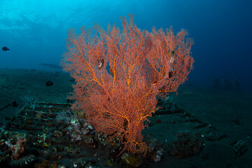 Fototapeta na wymiar Amazing coral reefs. Underwater world of Tulamben, Bali, Indonesia.