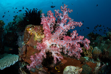 Amazing coral reefs. Underwater world of Tulamben, Bali, Indonesia.