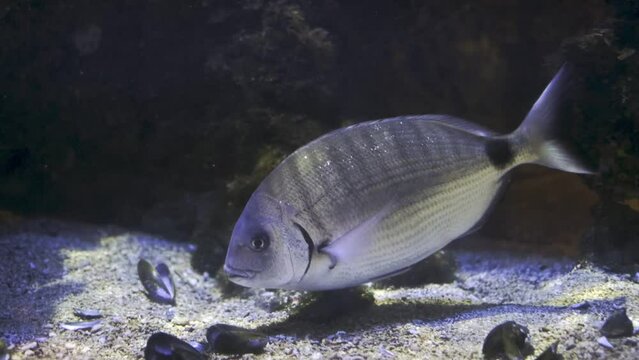 White seabream (Diplodus sargus), also known as the sargo underwater in sea
