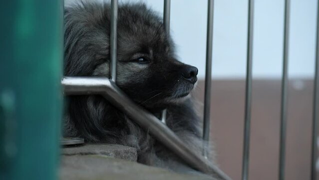 a tired keeshond is nearly sleeping  on a outdoor stair made of stone. the dog's snout is between the railing.