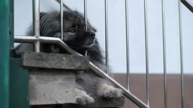 a tired keeshond lying on a outdoor stair made of stone. the dog's snout is between the railing.