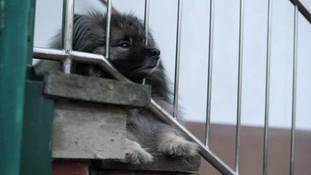 the dog's snout is between the railing. The keeshond looks tired.